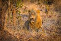 061 Zimbabwe, Hwange NP, leeuw